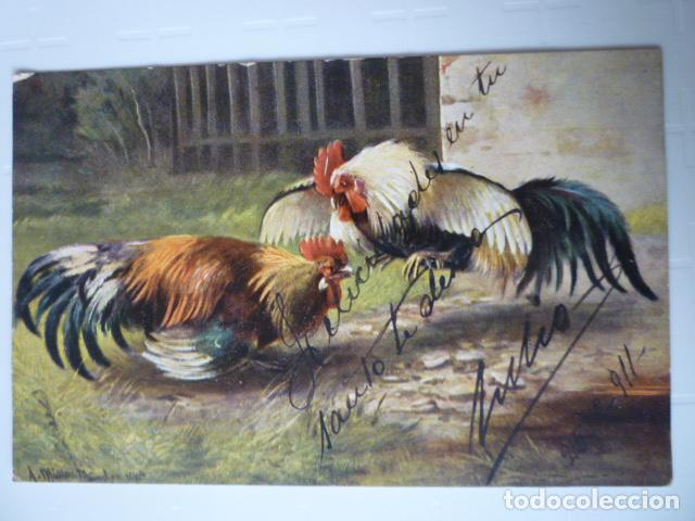 Postales: POSTAL ILUSTRACION PELEA DE GALLOS. ESCRITA 1911.