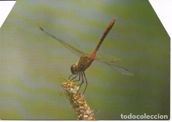 Postales: Mosquito Rouge sang. Ligue suisse pour la protection de la nature. (Recortada. Sin circular)