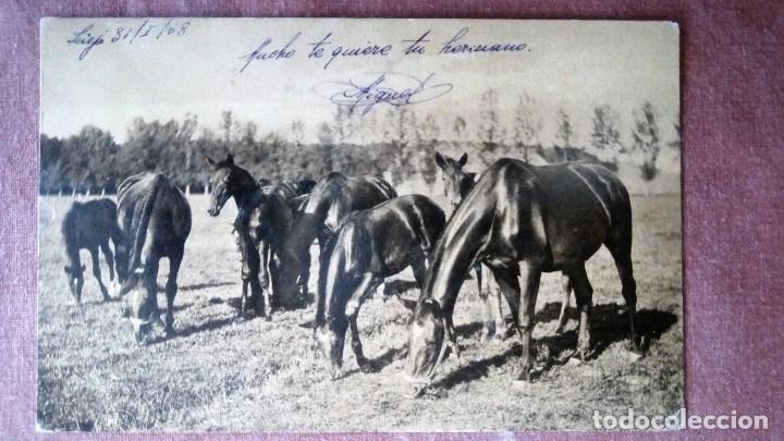 Postales: POSTAL GRUPO DE CABALLOS, CIRCULADA A&Ntilde;O 1908