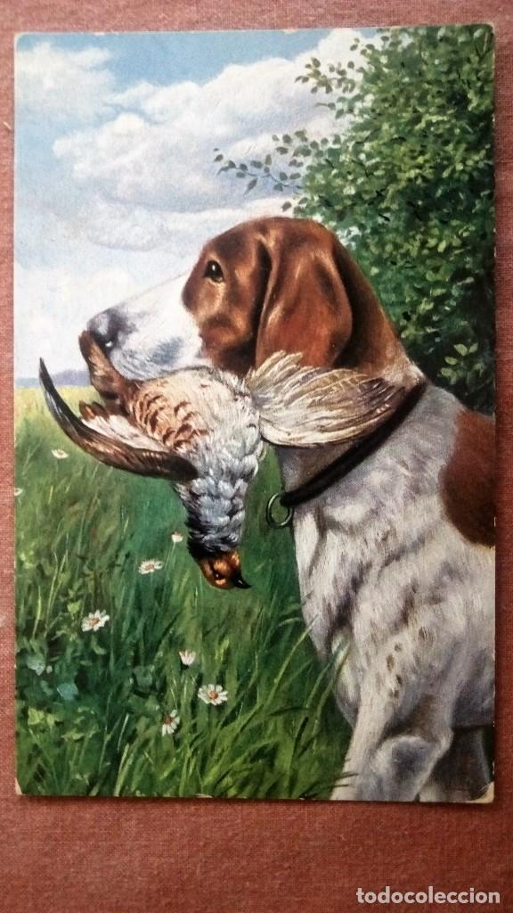 Postales: POSTAL PERRO DE CAZA CON SU PRESA