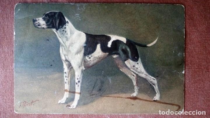 Postcards: POSTAL PERRO DE CAZA