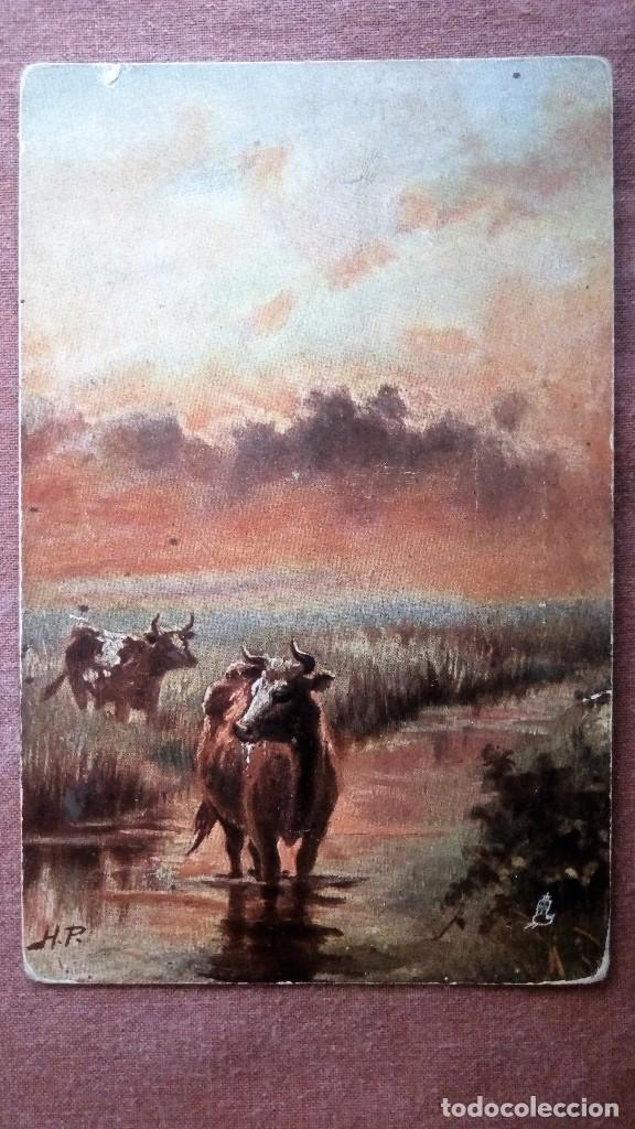 Postcards: POSTAL GRUPO DE VACAS EN EL ARROYO