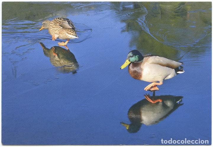 Postcards: Fauna ib&eacute;rica. Pareja de &aacute;nade azul&oacute;n. Foto F&eacute;lix Grande Bagazgoitia. 17x11,5 cm.