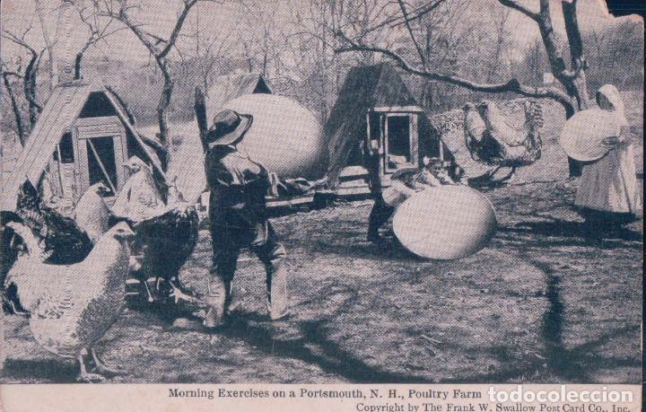 Postcards: POSTAL GALLINAS Y HUEVOS GIGANTES