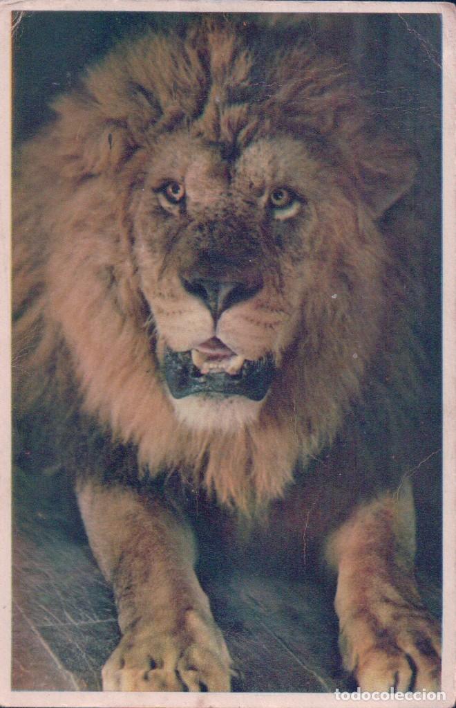 Postcards: POSTAL LEON - MUSEUM NATIONAL D'HISTOIRE NATURELLE - PARC ZOOLOGIQUE PARIS - LE LION SULTAN 48 BIS