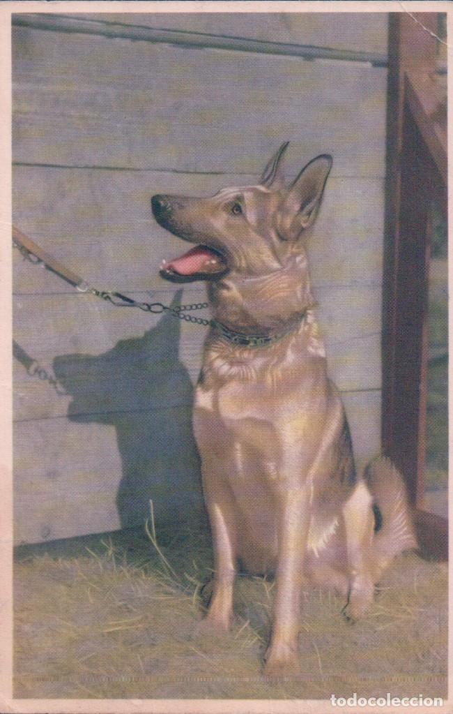 Postkarten: POSTAL DIBUJO DE PERRO - COLORPRINT B PHOTOCOLOR