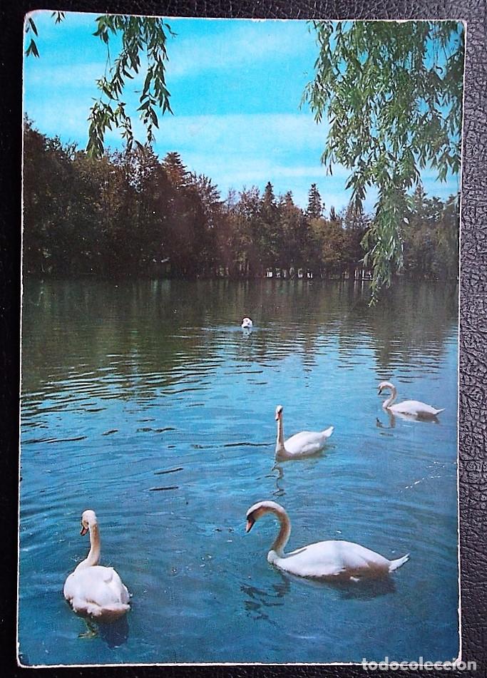 Postcards: Puigcerda. Cisnes del Lago. Campa&ntilde;&aacute;-Ferr&aacute;n. Nueva