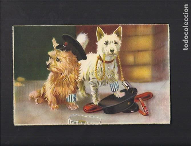 Postcards: Antigua postal perros . No circulada
