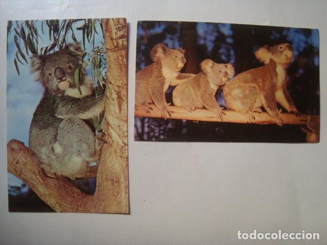 Postcards: POSTAL ANTIGUA - THE KOALA - MURFETT AUSTRALIA PLASTICHROME. USADA NO CIRCULADA.