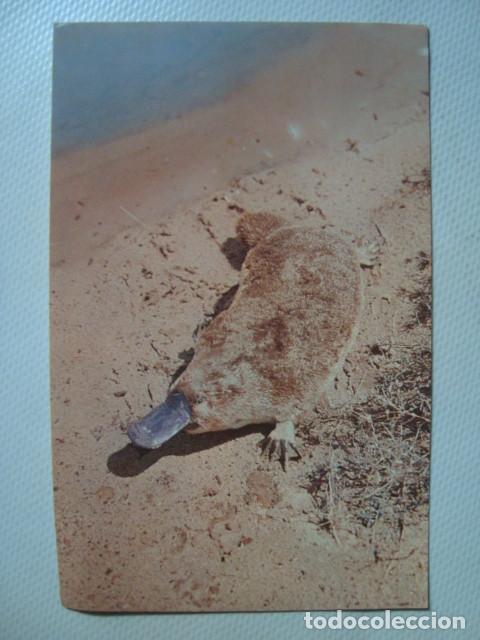 Postcards: POSTAL ANTIGUA ORNITORRINCO PLATYPUS MURFETT AUSTRALIA PLASTICHROME A&Ntilde;OS 60 USADA NO CIRCULADA.