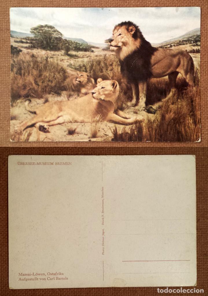 Postcards: MASSAI - L&Ouml;WEN, OSTAFRIKA - POSTCARD