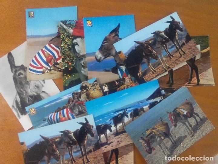 Postcards: 12 POSTALES .- TEMATICAS DE BURRO .- ESPA&Ntilde;A