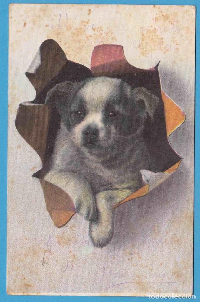 Postcards: CACHORRO DE PERRO. GES. GESCH.- S N. 427 III. CIRCULADA EN 1906. PERRITO