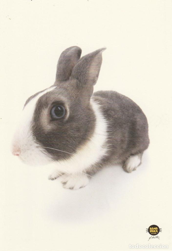 Postais: N&ordm; 22061 POSTAL CONEJO