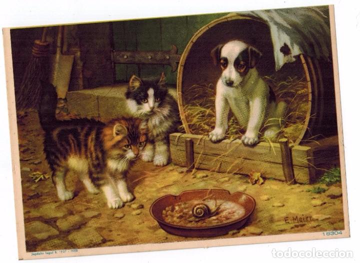 Postcards: ANIMALES