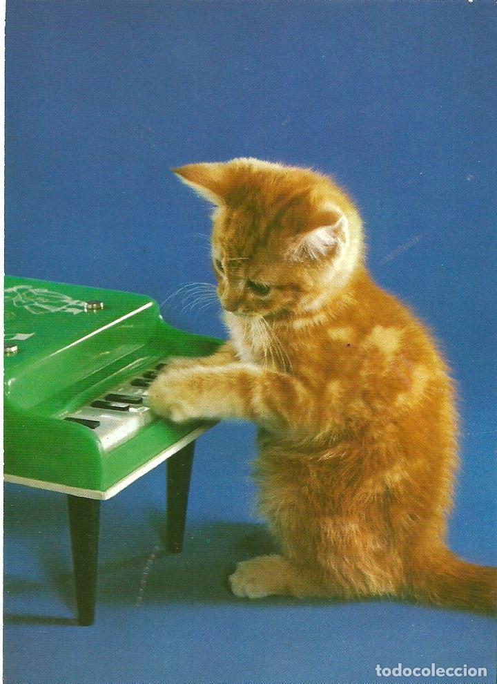 Postales: POSTAL GATOS - COLECCION PERLA - Foto 1