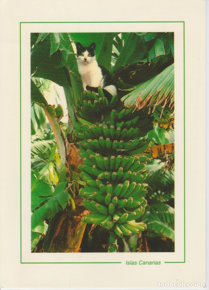 Postcards: (3) GATO EN PLATANERA