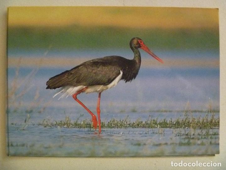 Postcards: POSTAL DE UNA CIG&Uuml;E&Ntilde;A NEGRA . DE FONDO NATURAL