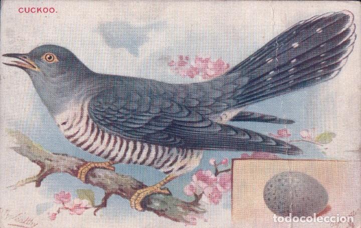 Postkarten: POSTAL DIBUJO DEL PAJARO CUCKOO - A RIESENBERG