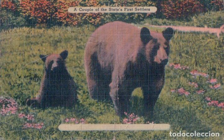 Postcards: POSTAL OSO OSITO - A COUPLE OF THE STATE FIRST SETTLERS - CIRCULADA