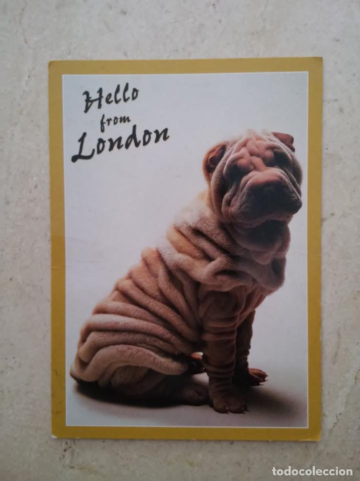 Postcards: POSTAL ORIGINAL - PERRO HELLO FROM LONDON - FAUNA