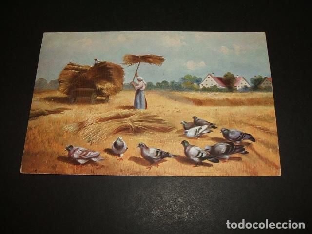 Postales: PALOMAS EN EL CAMPO POSTAL - Foto 1