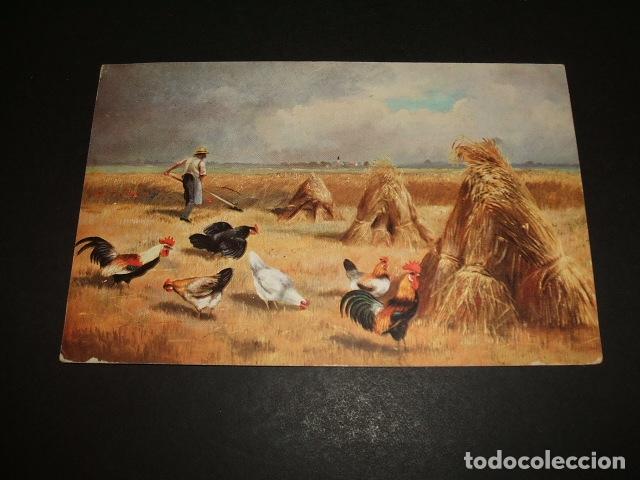 Postales: GALLOS Y GALLINAS EN EL CAMPO POSTAL - Foto 1