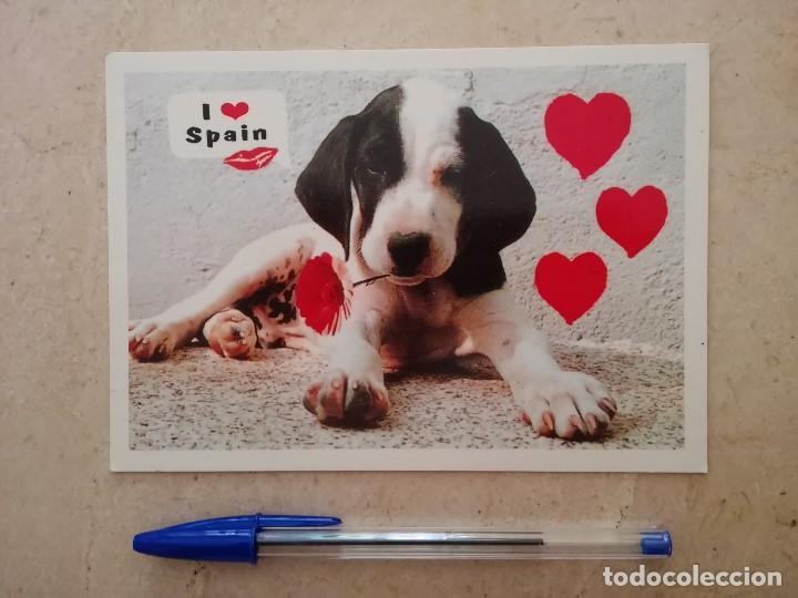 Postcards: POSTAL ORIGINAL - PERRO PERRITO I LOVE SPAIN - FAUNA