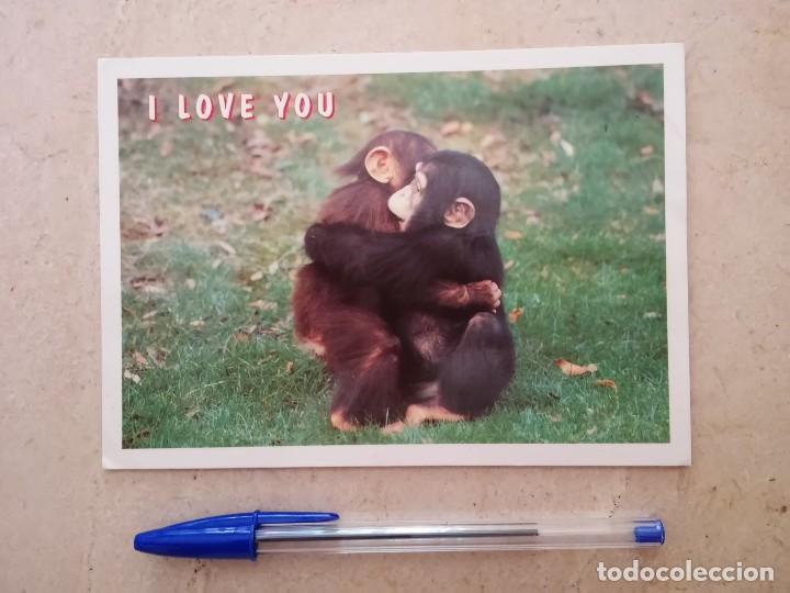Postcards: POSTAL ORIGINAL - MONOS MONO  - FAUNA - chimpanc&eacute;s