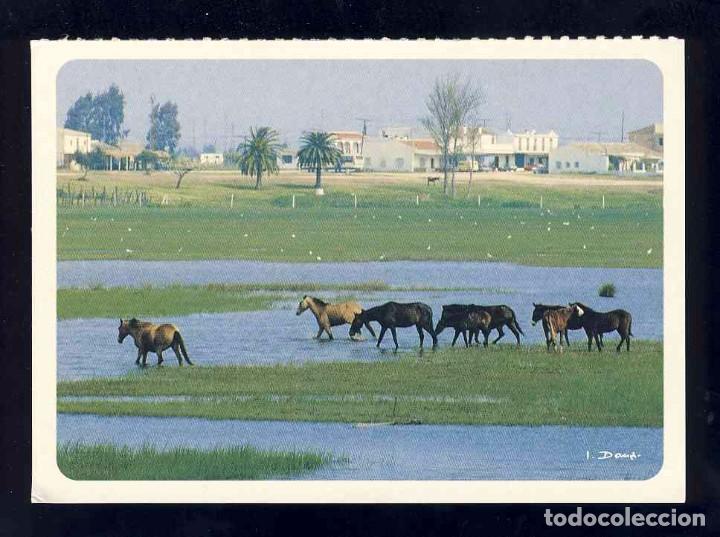 Postales: Postal de animales: Caballos