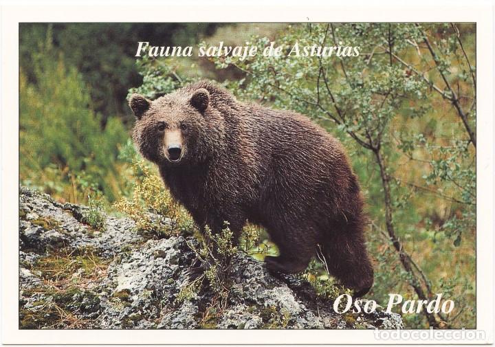 postal fauna salvaje de asturias oso pardo - Comprar ...