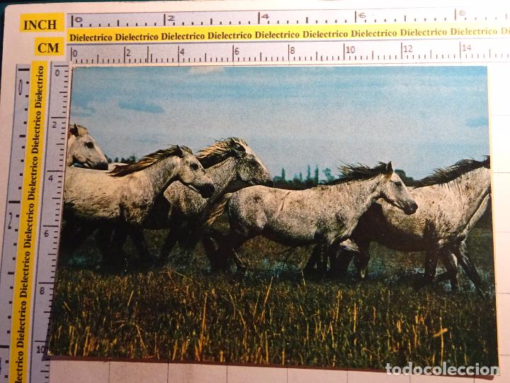 Postales: POSTAL DE ANIMALES. CABALLOS. 568 - Foto 1