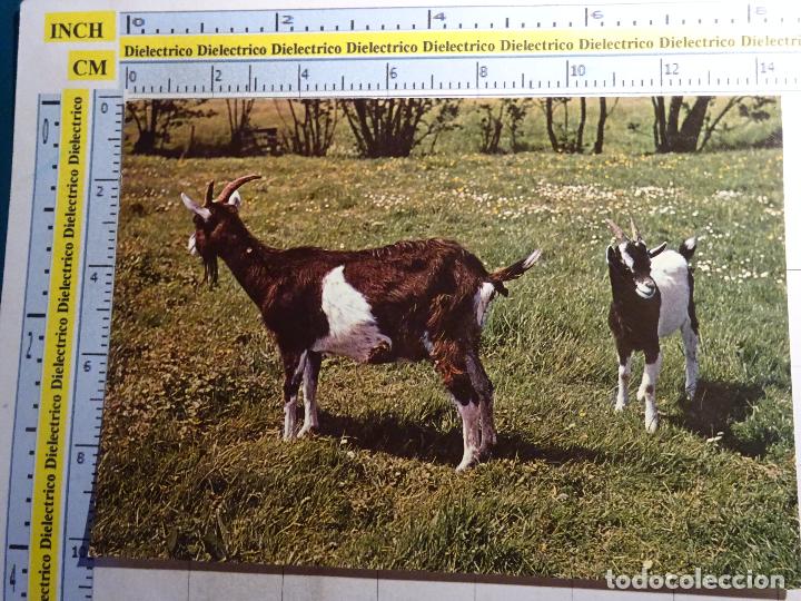 Postales: POSTAL DE ANIMALES. CABRAS. 567 - Foto 1