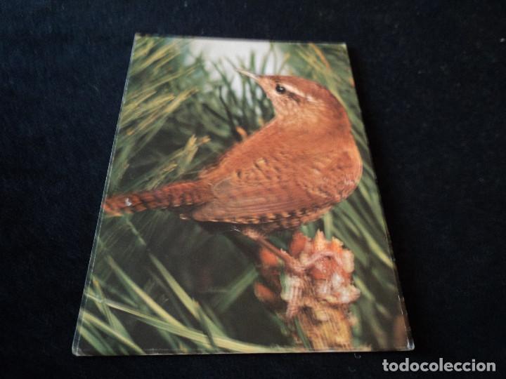 Postcards: troglodytes mignon