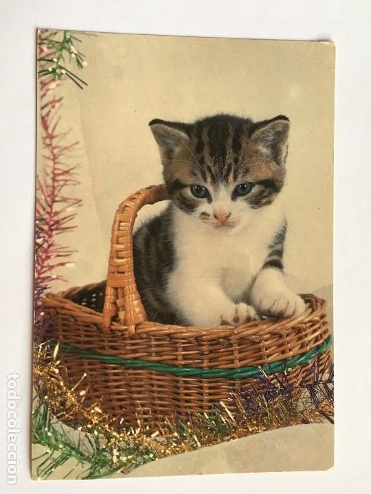 Cartes Postales: ANTIGUA POSTAL ORIGINAL A&Ntilde;OS 40/50 GATO GATITO