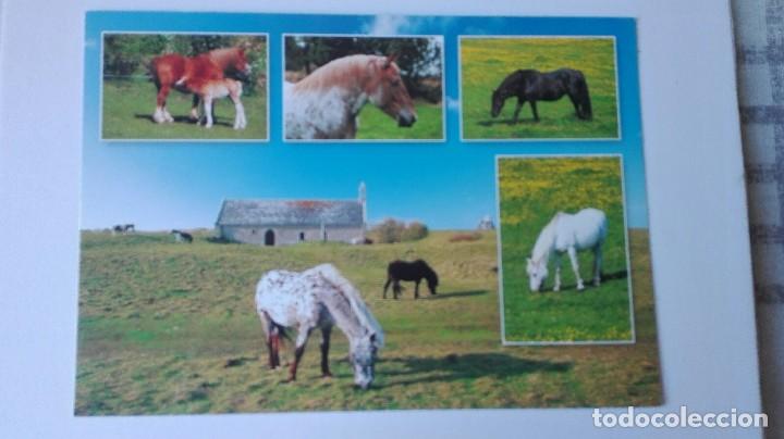 Postcards: POSTAL SIN USO. FOTOGRAF&Iacute;A DE CABALLOS.