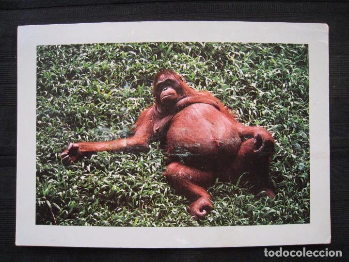 Postcards: POSTAL COLECCION FREE TIMES CARD&acute;S - ORANGUTAN - ESCRITA.