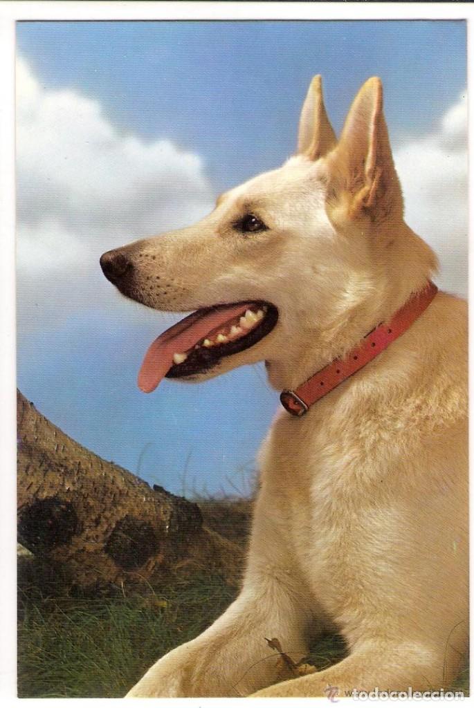 Postcards: -62914 POSTAL PERRO , EDICIONES C Y Z 6093 A, ANIMALES, PRECIOSA FOTOGRAFIA