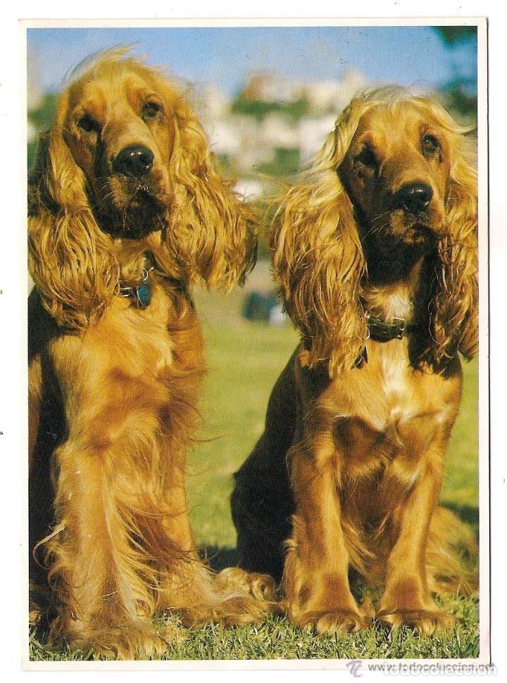 Cartes Postales: -62915 POSTAL PERROS SETTER, ANIMALES, HO 6, PRECIOSA FOTOGRAFIA