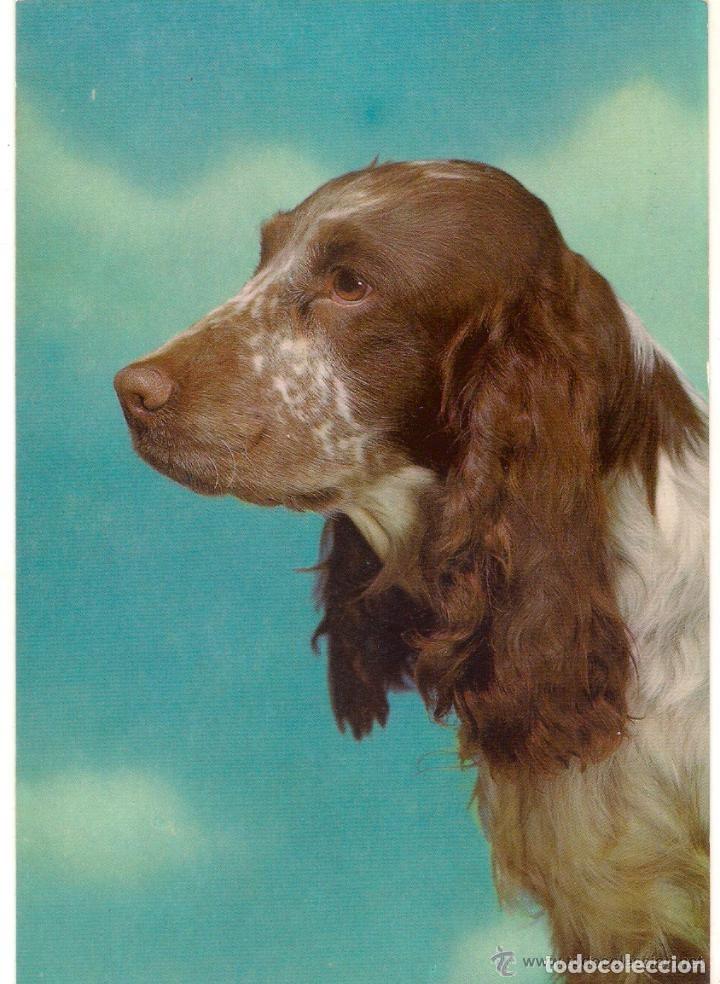 Postcards: -51459 POSTAL PERRO , ANIMALES, EDICIONES C Y Z 7611/29-D, PRECIOSA FOTOGRAFIA