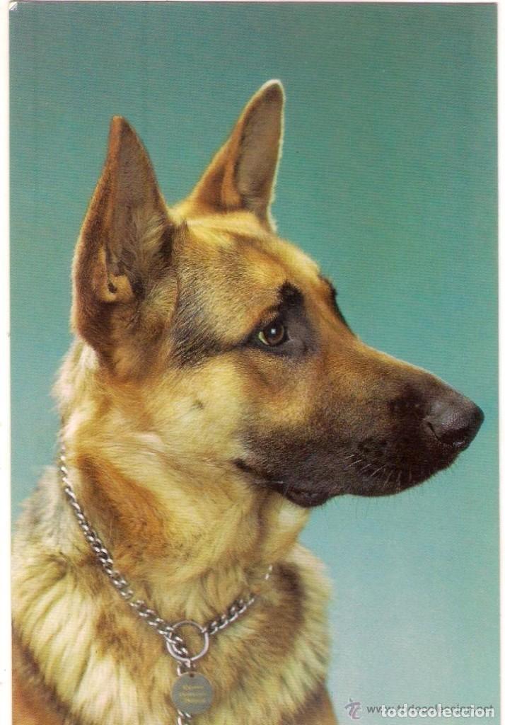 Postcards: -51458 POSTAL PERRO , ANIMALES, EDICIONES C Y Z 7892-B, PRECIOSA FOTOGRAFIA