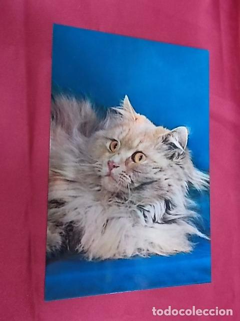 Postcards: BONITA POSTAL. GATO MIRANDO. N&ordm; 1047/2. POSTALES VIKINGO