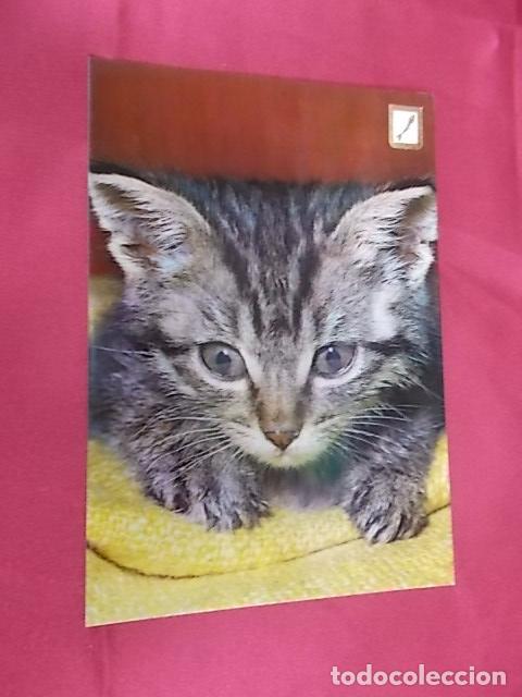 Postcards: BONITA POSTAL. GATO MIRANDO. SERIE 3048/1. ESCUDO DE ORO