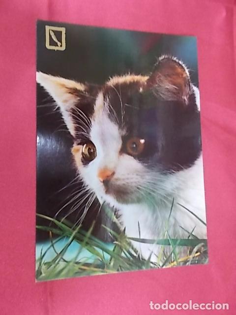 Postcards: BONITA POSTAL. GATO MIRANDO. SERIE 3113/3. ESCUDO DE ORO