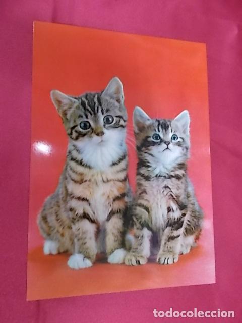 Postcards: BONITA POSTAL. DOS GATITOS. 7000/4. GI