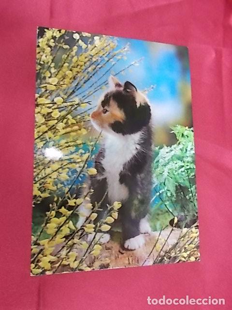 Postcards: BONITA POSTAL. GATITO OLIENDO FLORES. 7000/2. GI