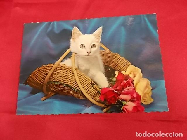 Postcards: BONITA POSTAL. GATITO EN CESTA DE FLORES. C Y Z. 6085. ESCRITA.