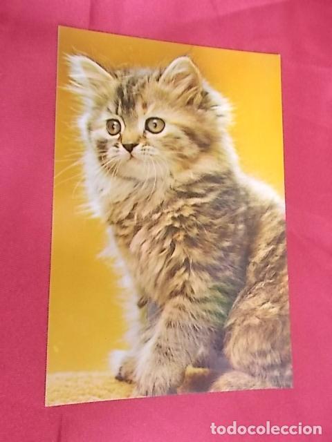 Postcards: BONITA POSTAL. GATITO PENSATIVO. C Y Z. 7960-C