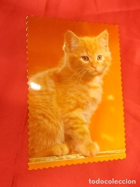 Postcards: BONITA POSTAL. GATITO MIRANDO. AS-4001/C. ART CRAFT