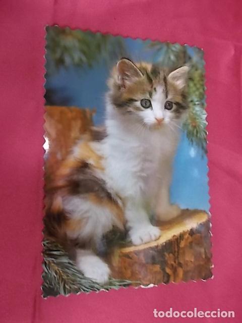 Postcards: BONITA POSTAL. GATITO MIRANDO. AS-4001/B. ART CRAFT